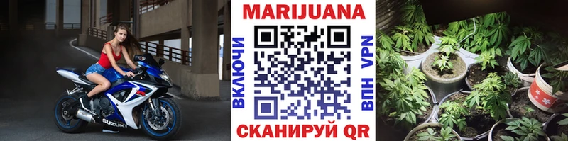 Конопля гибрид  Верещагино 